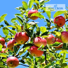 99 Apples